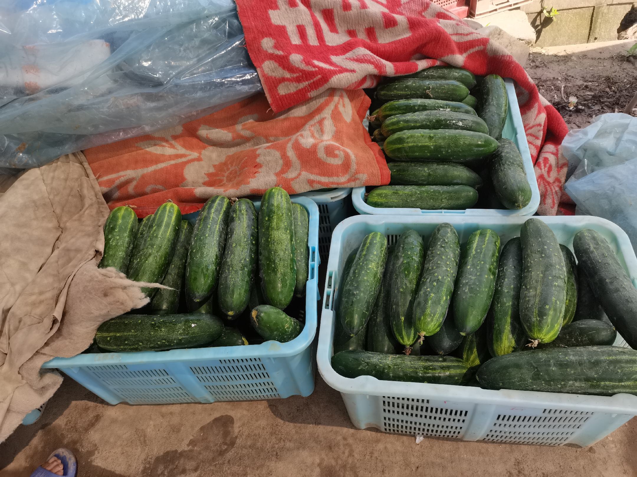新鲜黄瓜实物图