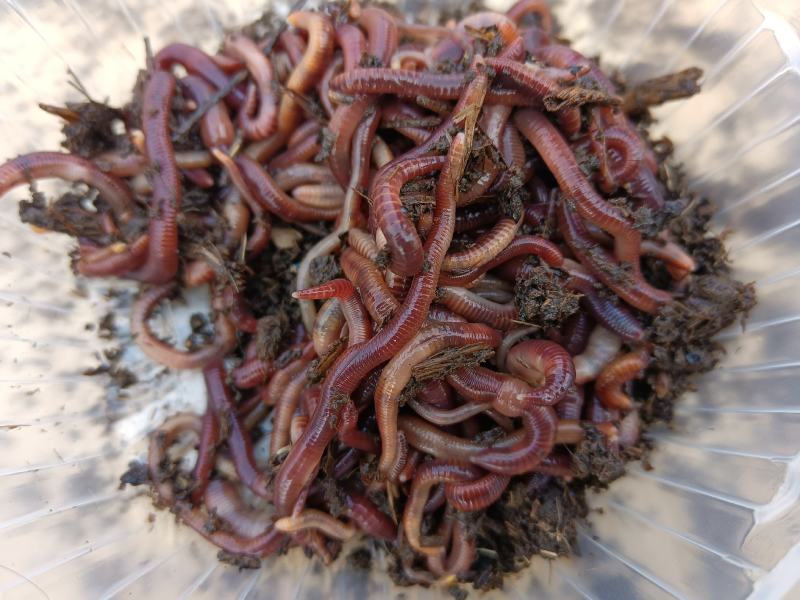 大量蚯蚓粪，蚯蚓出售。欢迎来实地考察。