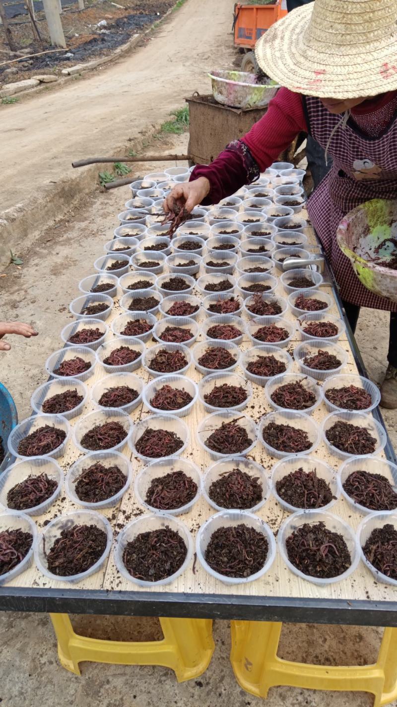 大量蚯蚓粪，蚯蚓出售。欢迎来实地考察。