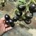 黑珍珠黑色小番茄苗特色黑色紫色圣女果苗富含花青素圣女果苗