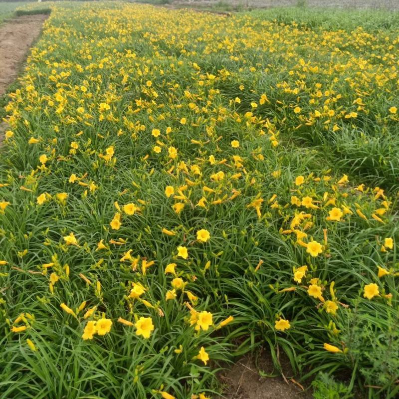 河北定州金娃娃萱草大花庭院花园植物花坛绿化耐寒矮草花易活