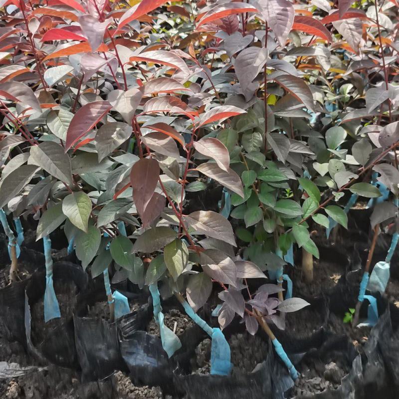 吉林密枝红叶李杯苗，苗木基地，一手货源，欢迎致电联系