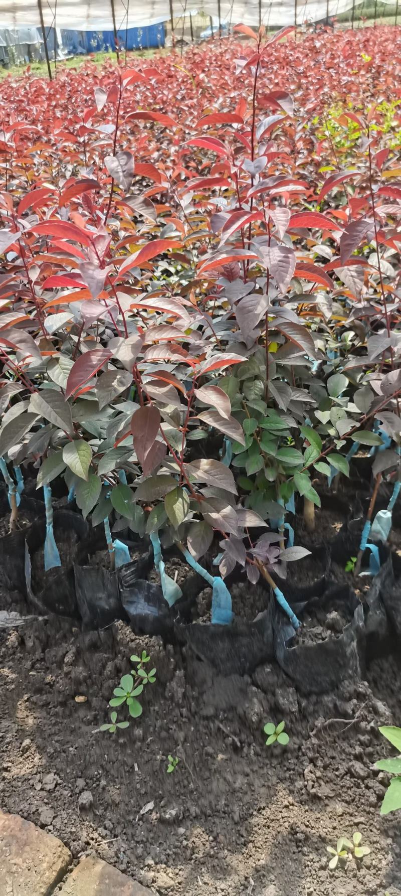 吉林密枝红叶李杯苗，苗木基地，一手货源，欢迎致电联系
