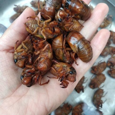 爬叉，知了猴，金蝉，鲜货，现货，