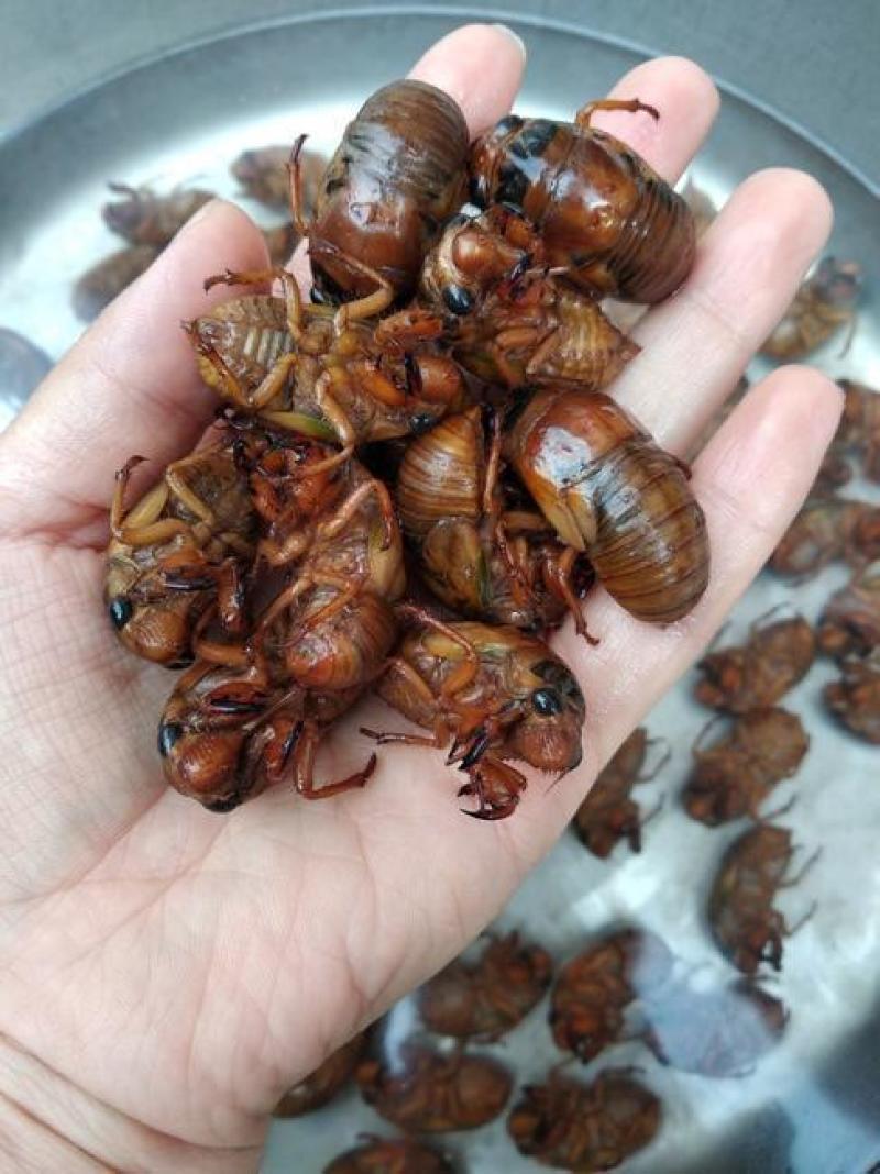 爬叉，知了猴，金蝉，鲜货，现货，