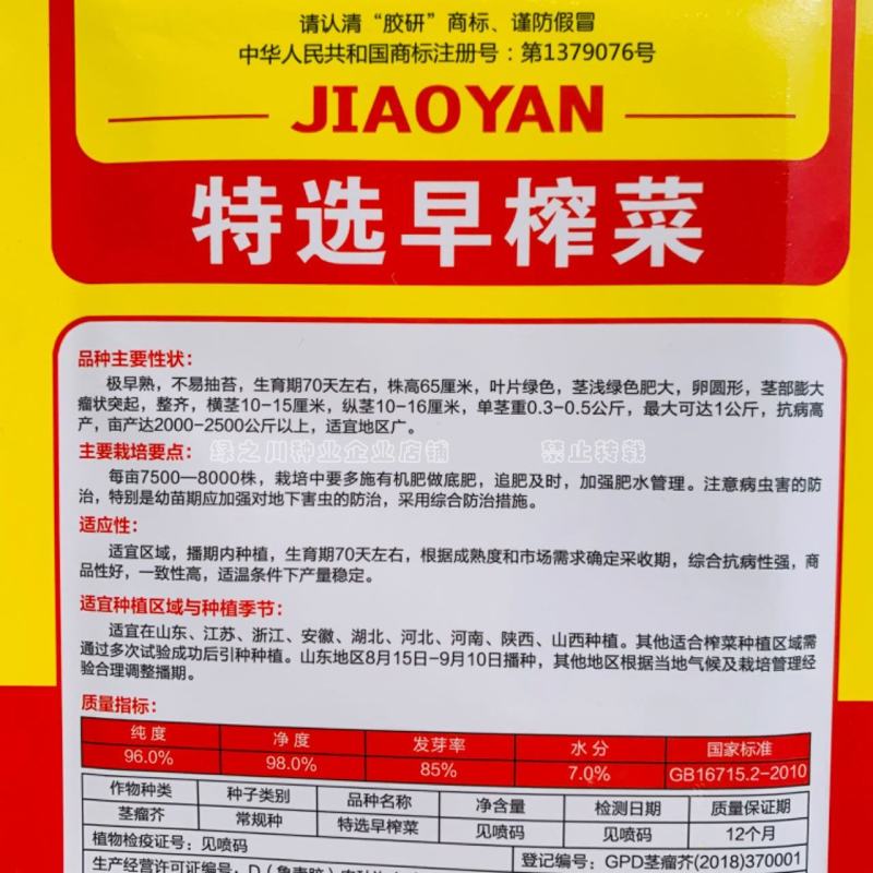 胶研特选早榨菜种子特早熟不易抽苔北方秋季芥菜疙瘩种子