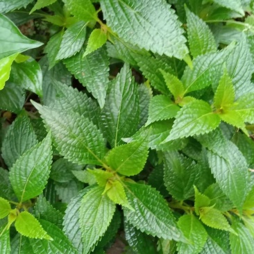 溪黄草