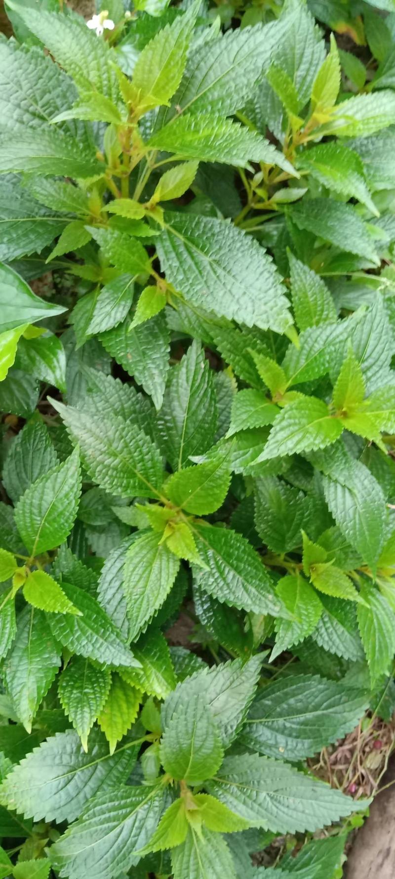 溪黄草