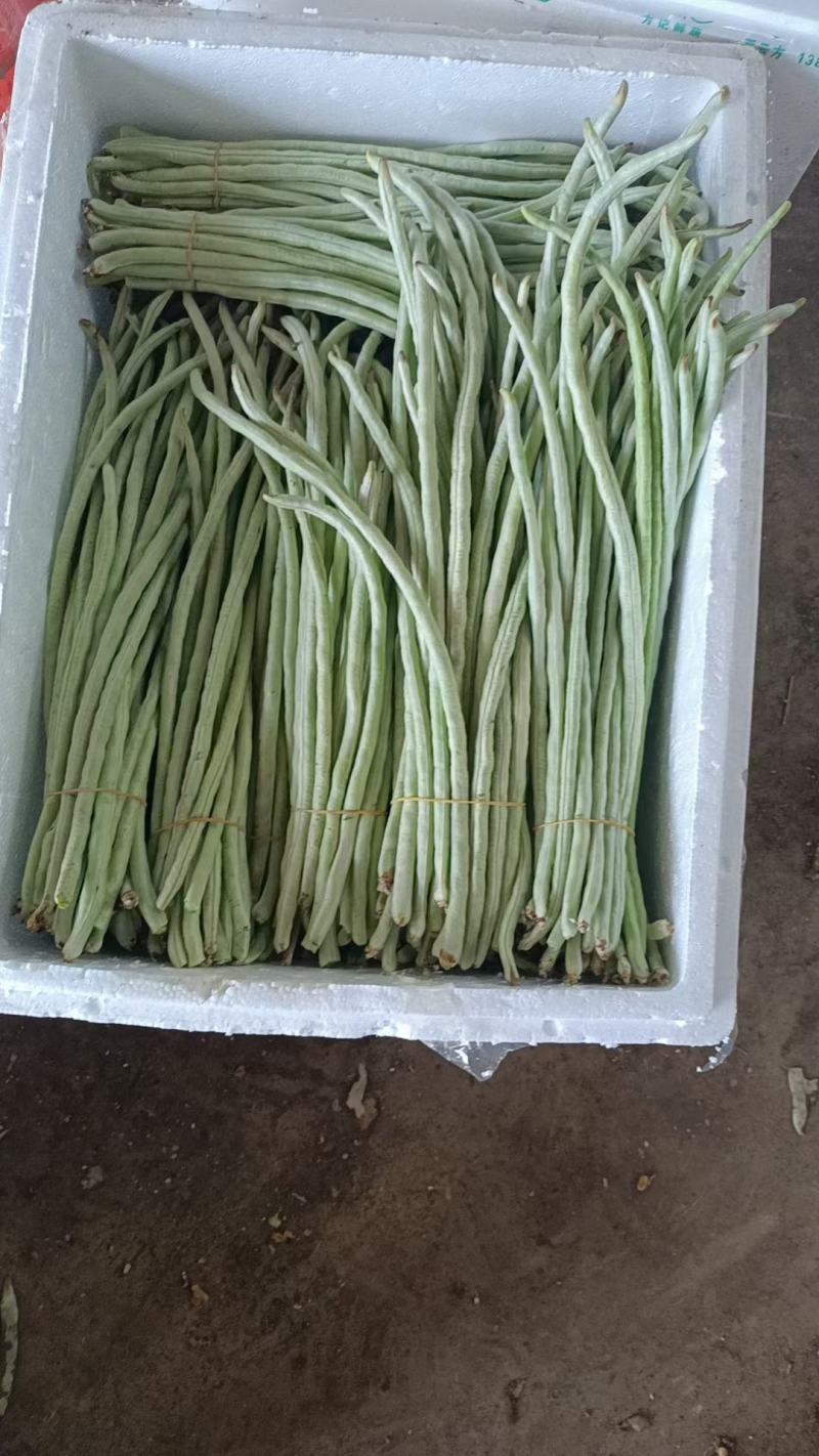 广西南宁横县豆角白豆角长豆角大量上市。欢迎全国各地老板