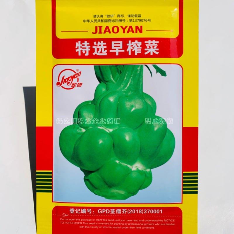 胶研特选早榨菜种子特早熟不易抽苔北方秋季芥菜疙瘩种子