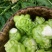 胶研特选早榨菜种子特早熟不易抽苔北方秋季芥菜疙瘩种子