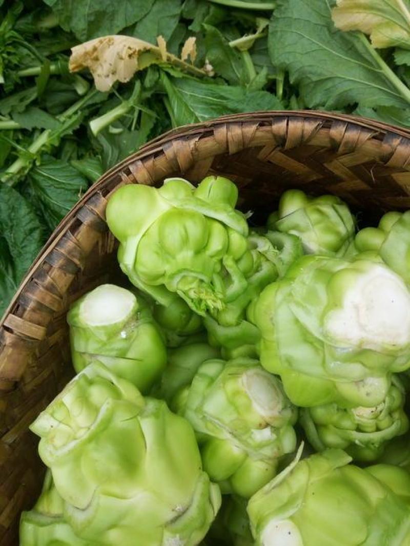胶研特选早榨菜种子特早熟不易抽苔北方秋季芥菜疙瘩种子