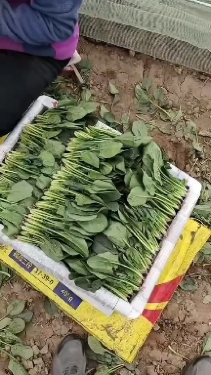 内蒙精品菠菜大量上市了，保证质量，代发全国，供应各大超市