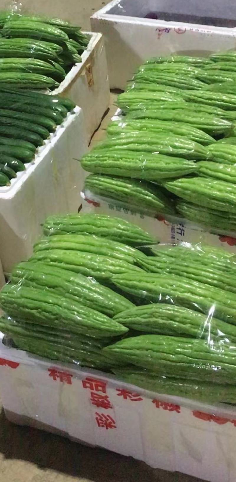 广西南宁横县苦瓜大量现货上市。质量保证，合作共赢。