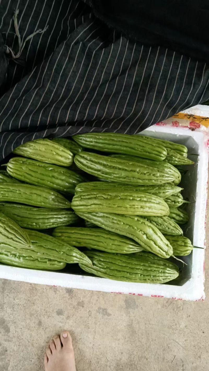 广西南宁横县苦瓜大量现货上市。质量保证，合作共赢。