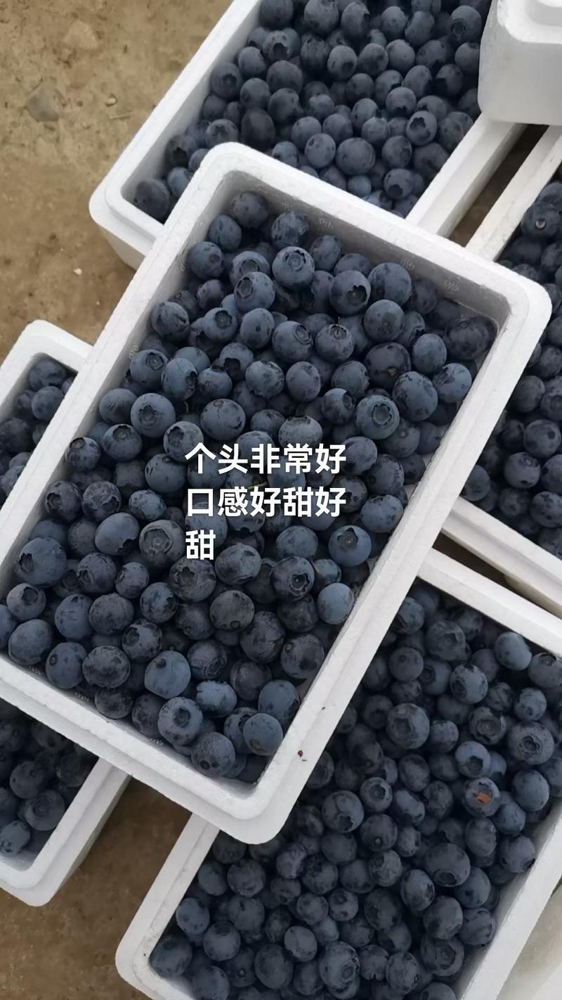 山东蓝莓，蓝莓大量上市，公爵蓝莓上市量大口感鲜美