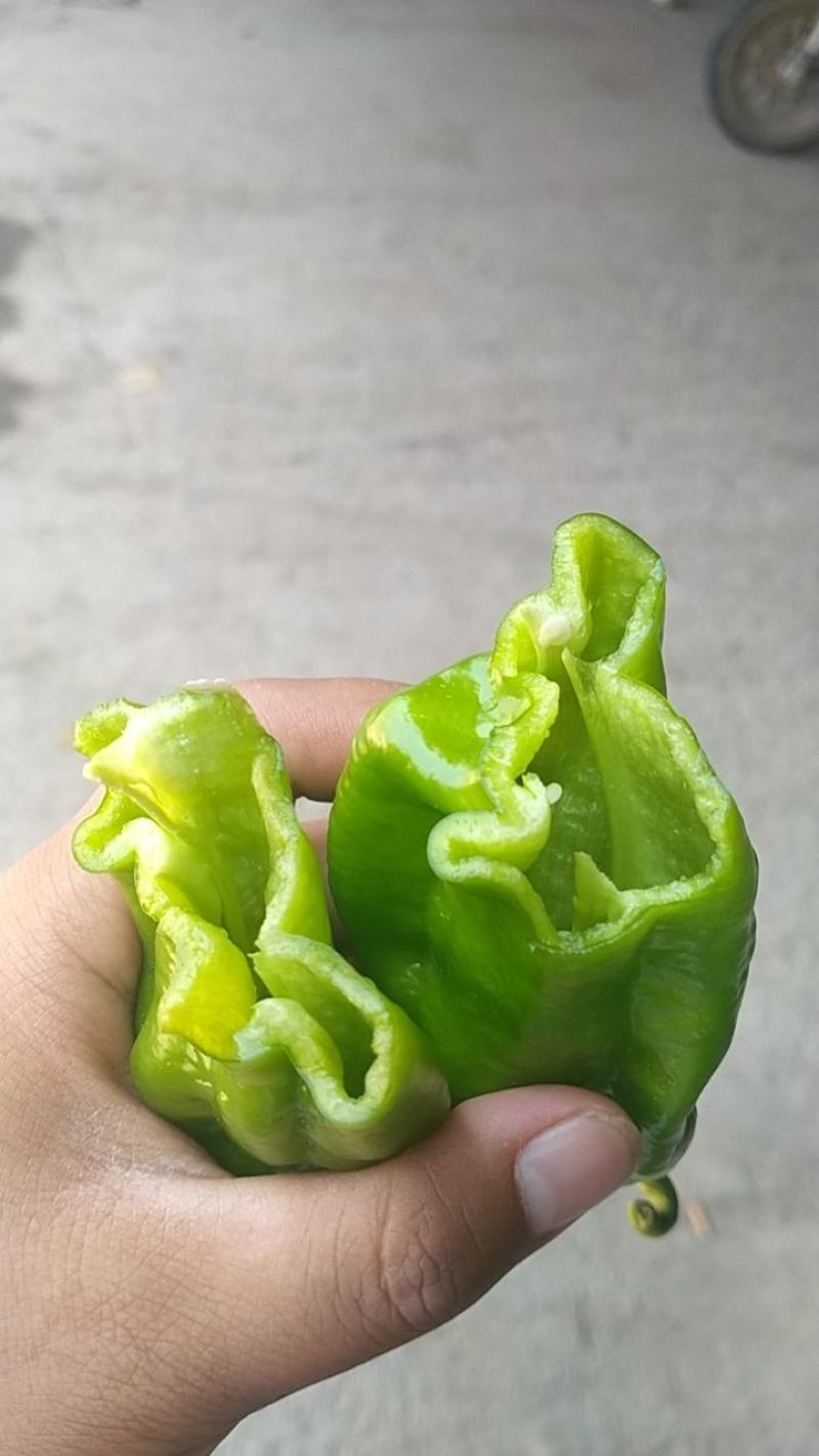 新鲜辣椒，一手货源产地直发，货源充足，欢迎大家前来订购！