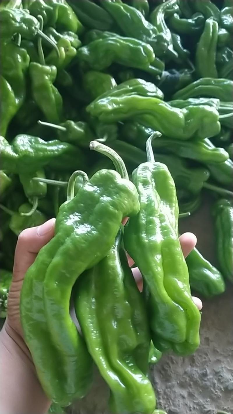 新鲜辣椒，一手货源产地直发，货源充足，欢迎大家前来订购！