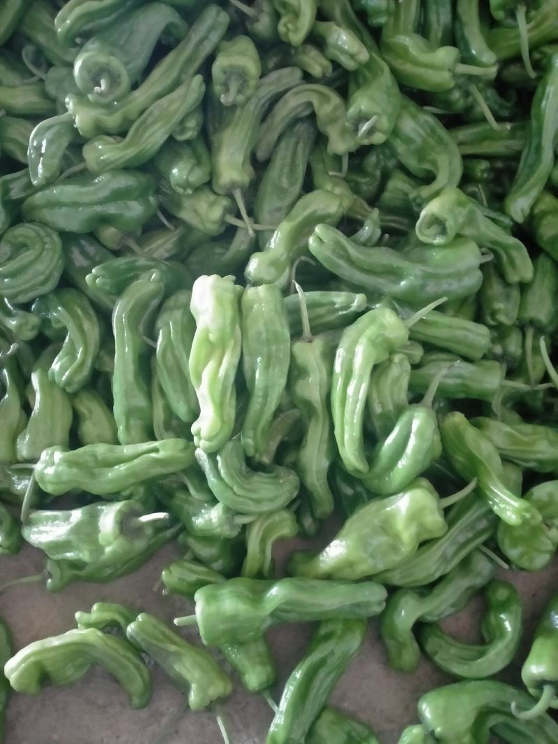 新鲜辣椒，一手货源产地直发，货源充足，欢迎大家前来订购！