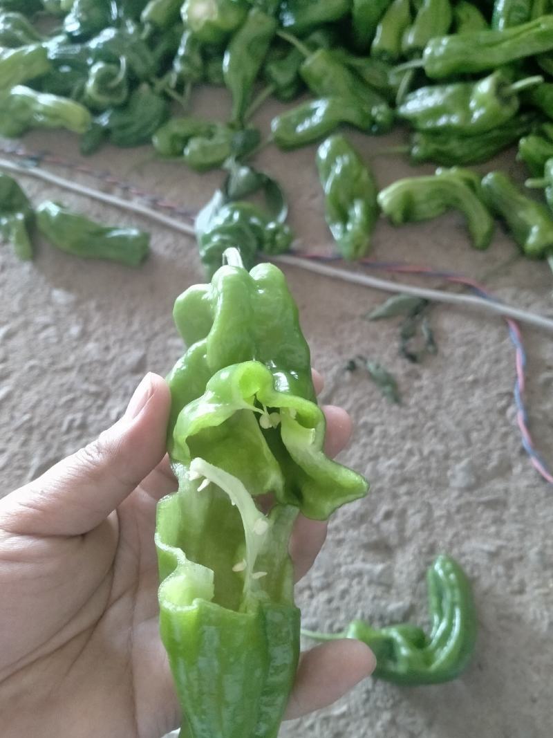 新鲜辣椒，一手货源产地直发，货源充足，欢迎大家前来订购！