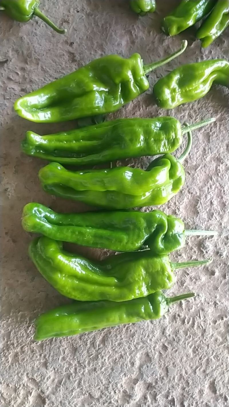 新鲜辣椒，一手货源产地直发，货源充足，欢迎大家前来订购！