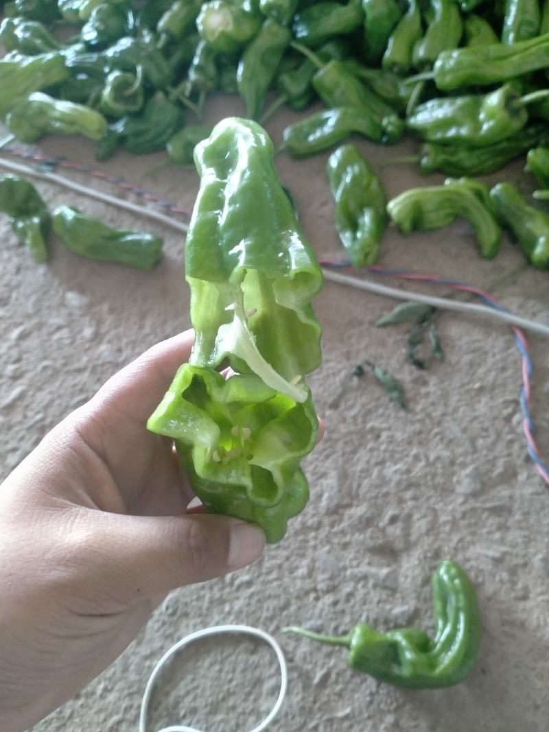 新鲜辣椒，一手货源产地直发，货源充足，欢迎大家前来订购！