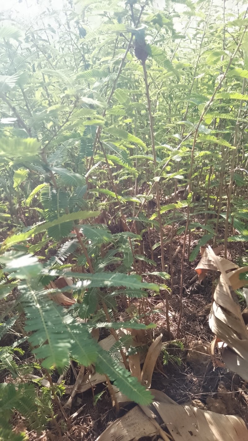 余甘果直生苗