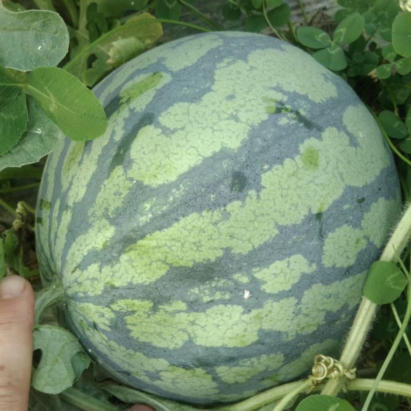 本地大棚甜王，4K，8424西瓜大量上市质量好价格优