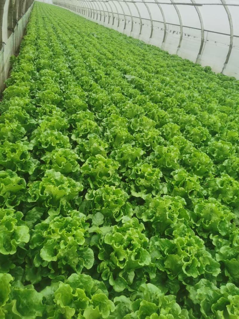 意大利生菜