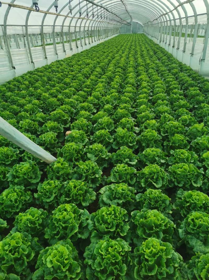 意大利生菜
