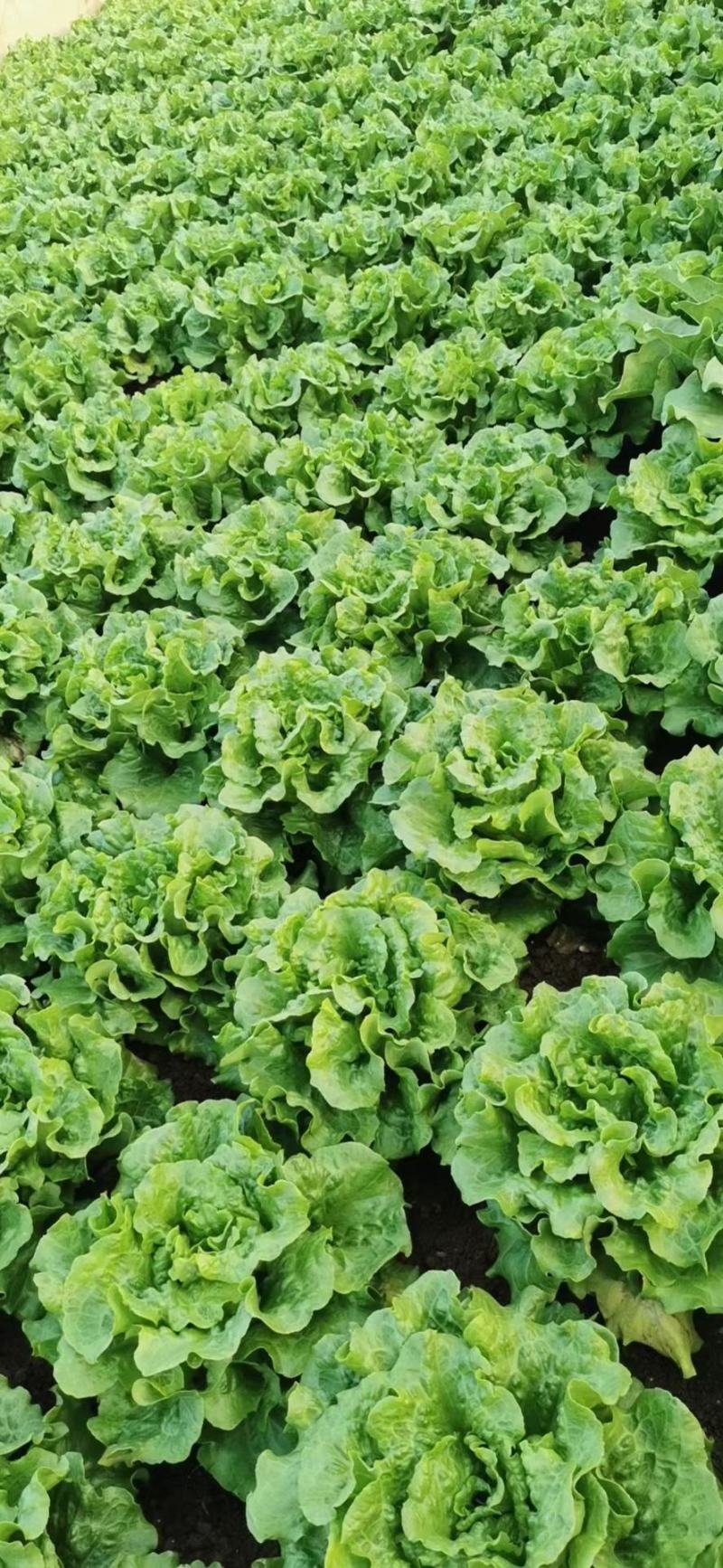 意大利生菜