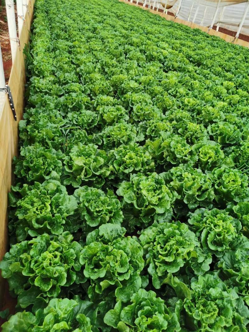 意大利生菜