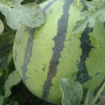 本地大棚甜王，4K，8424西瓜大量上市质量好价格优