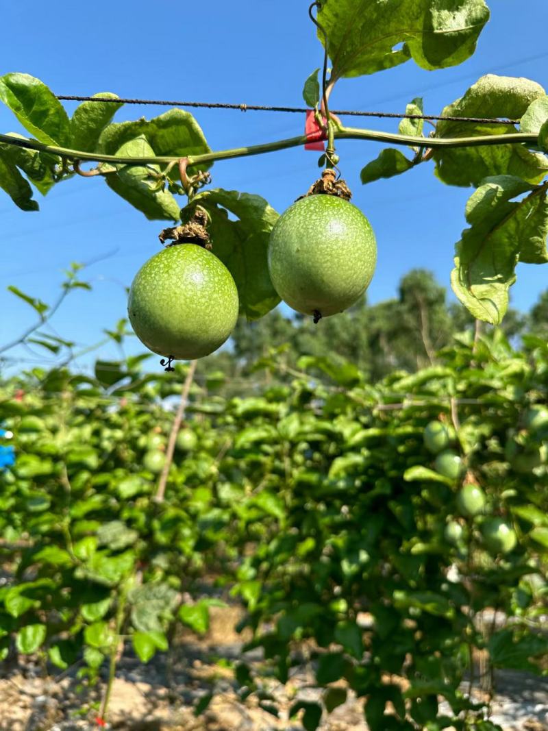 海南钦蜜9号黄金百香果，9甜1酸，一件代发，整车批发