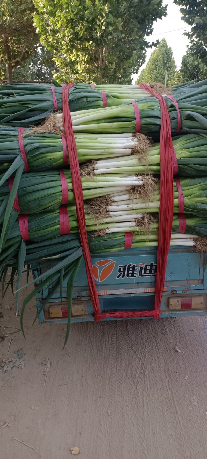 内黄县马上乡地膜大葱大量上市中