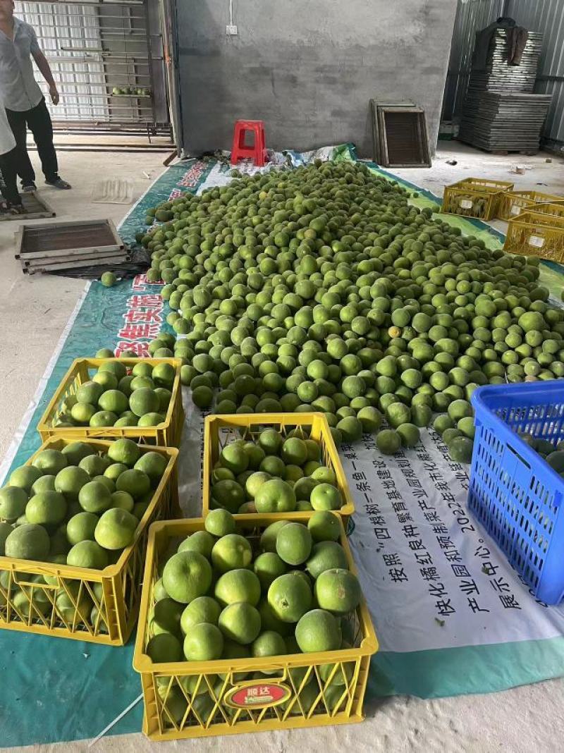 正宗产地化橘红，现在大量上市一手货源源头，产地，各种规格