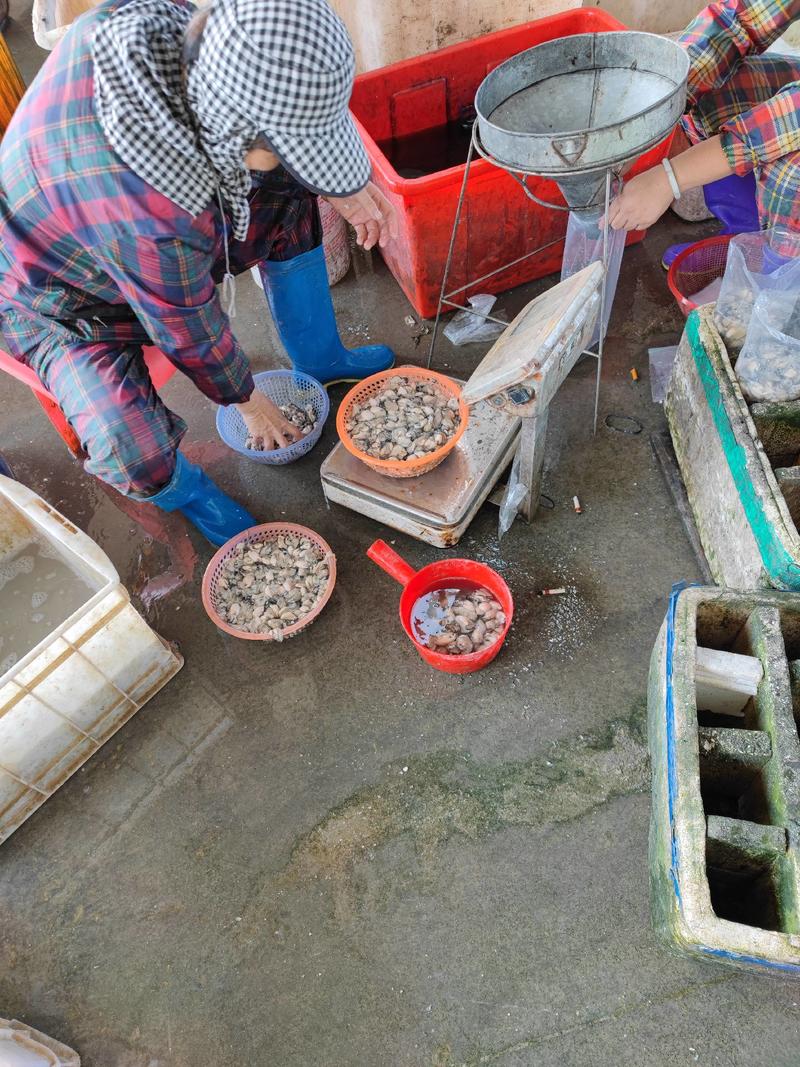 福建蚝肉生蚝肉海蛎煎肉牡蛎肉珍珠蚝货源充足可长期供货