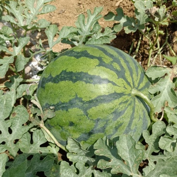 美都麒麟瓜8424麒麟瓜京欣西瓜甘蜜西瓜红壤大西瓜包熟包