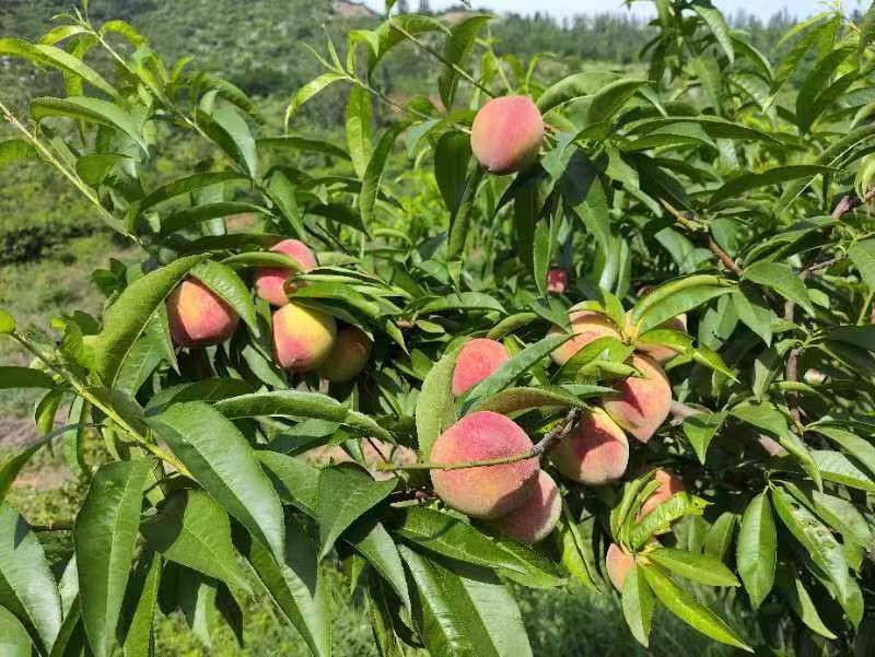 精选血桃，中桃24血桃大量上市一手货源基地直发视频看货