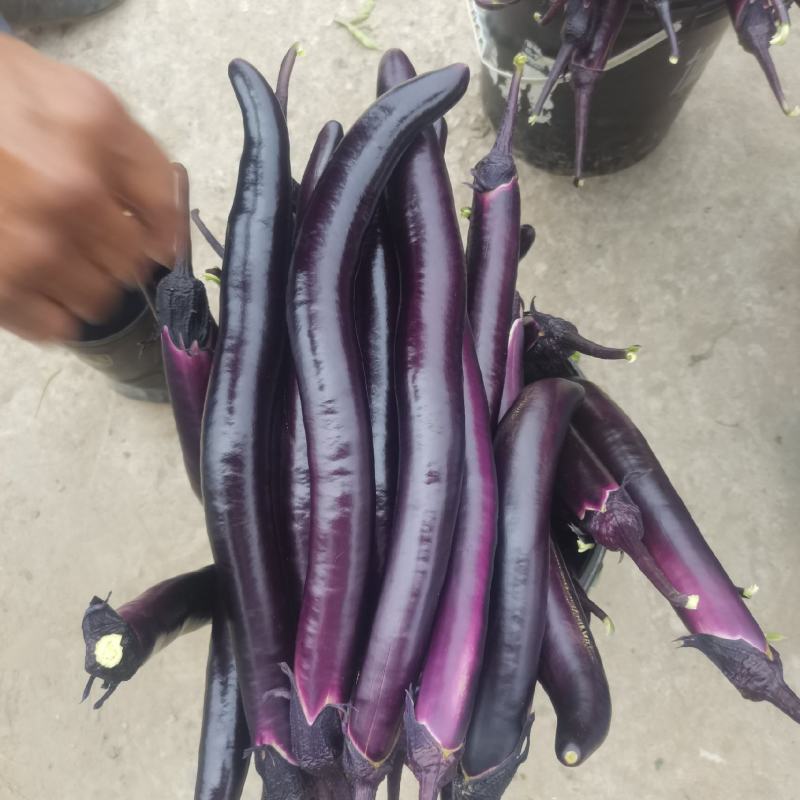 茄子，线茄