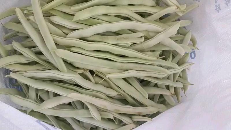 辽宁精品白芸豆产地直发每天上百万斤发往全国各地