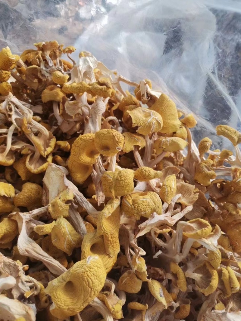 榆黄蘑干要的直接联系我