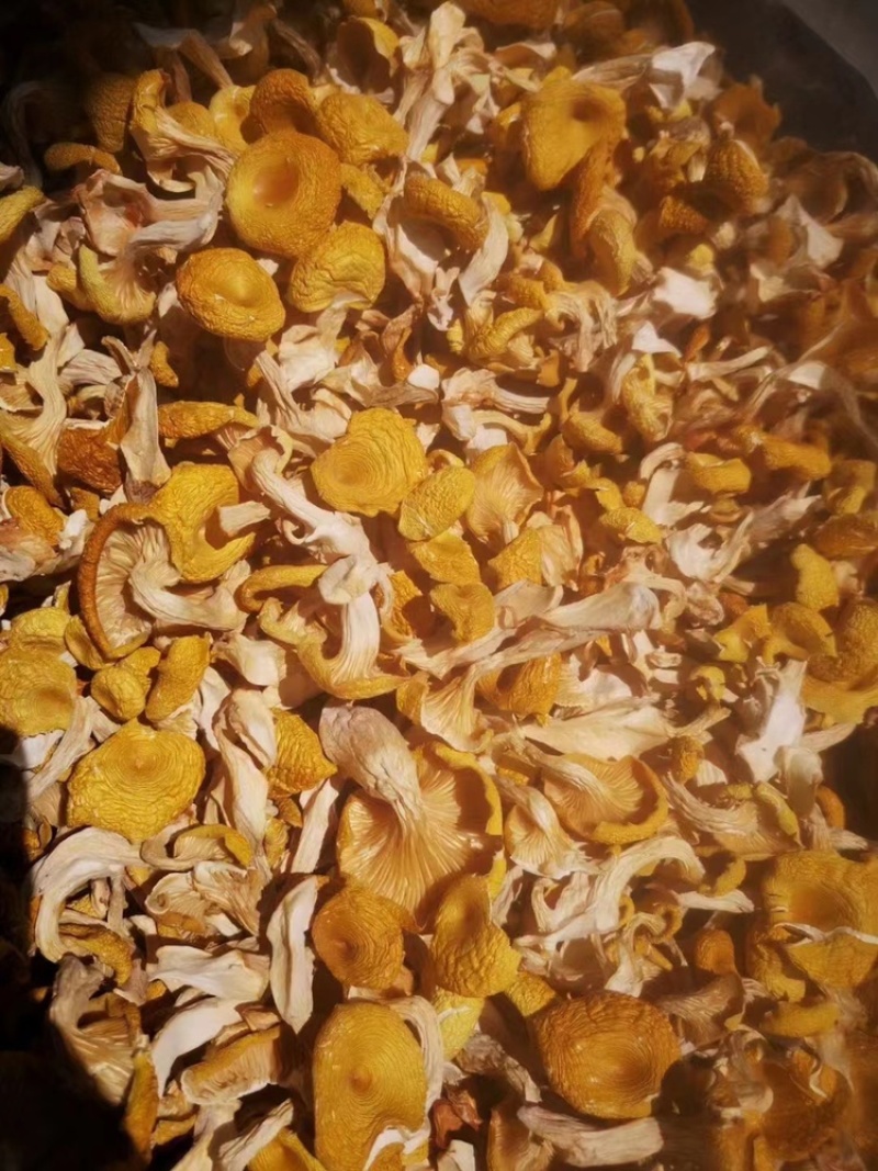 榆黄蘑干要的直接联系我