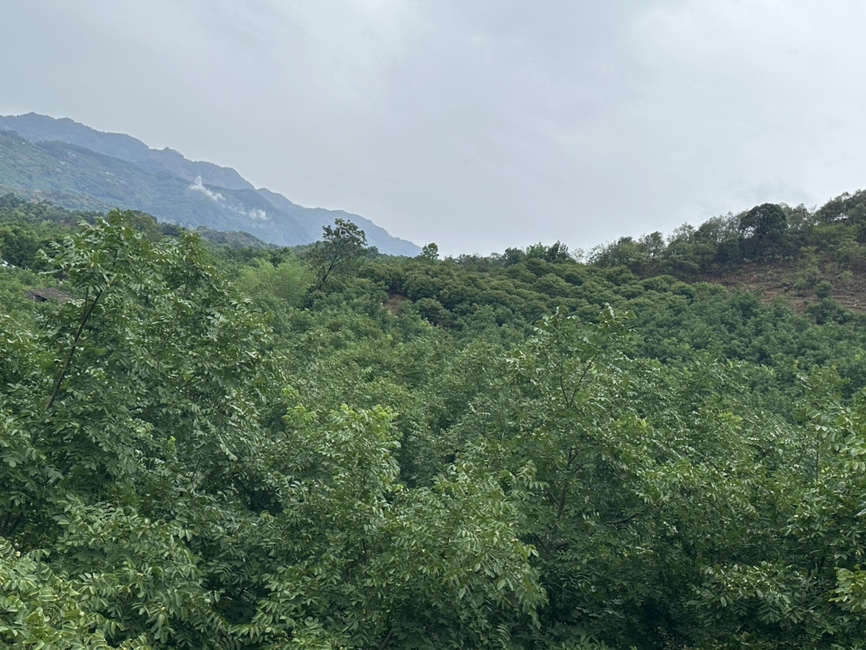 展示半壁青皮核桃在山西吕梁山区的种植园,绿意盎然的核桃树林与山地环境相映成趣 半壁青皮核桃种植园