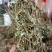 广西鸡骨草野生鸡骨草叶干货中草药中药材泡茶煲汤料新鲜无硫