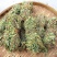广西鸡骨草野生鸡骨草叶干货中草药中药材泡茶煲汤料新鲜无硫