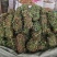 广西鸡骨草野生鸡骨草叶干货中草药中药材泡茶煲汤料新鲜无硫