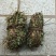 广西鸡骨草野生鸡骨草叶干货中草药中药材泡茶煲汤料新鲜无硫
