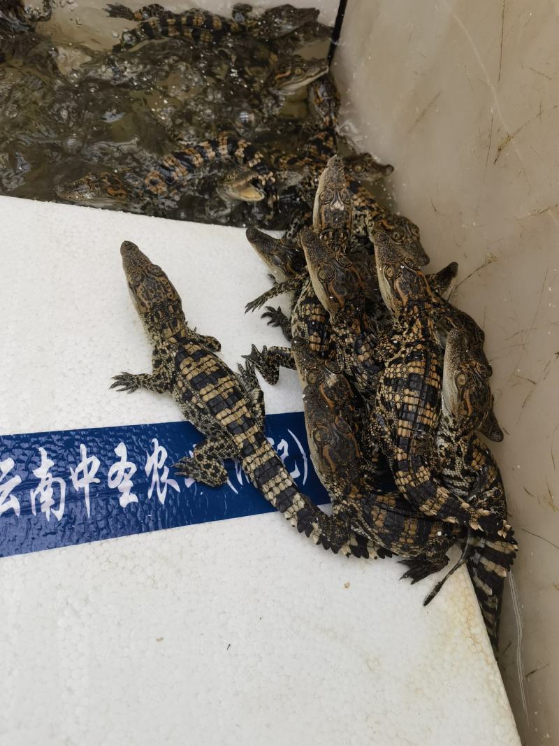 鳄鱼苗大鳄鱼鳄鱼肉营养价值高肉质细腻不油腻