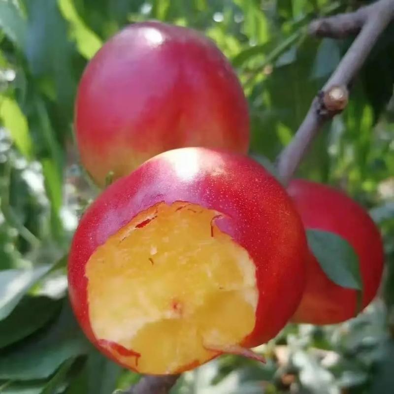 油桃河南油桃精品油桃大量上市货源充足可视频产地看货发往全国